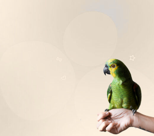 Bird Menu Image HTML Block